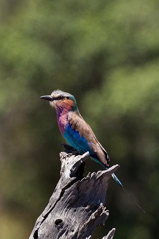 091 Tanzania, N-Serengeti, vorkstaartscharrelaar.jpg
